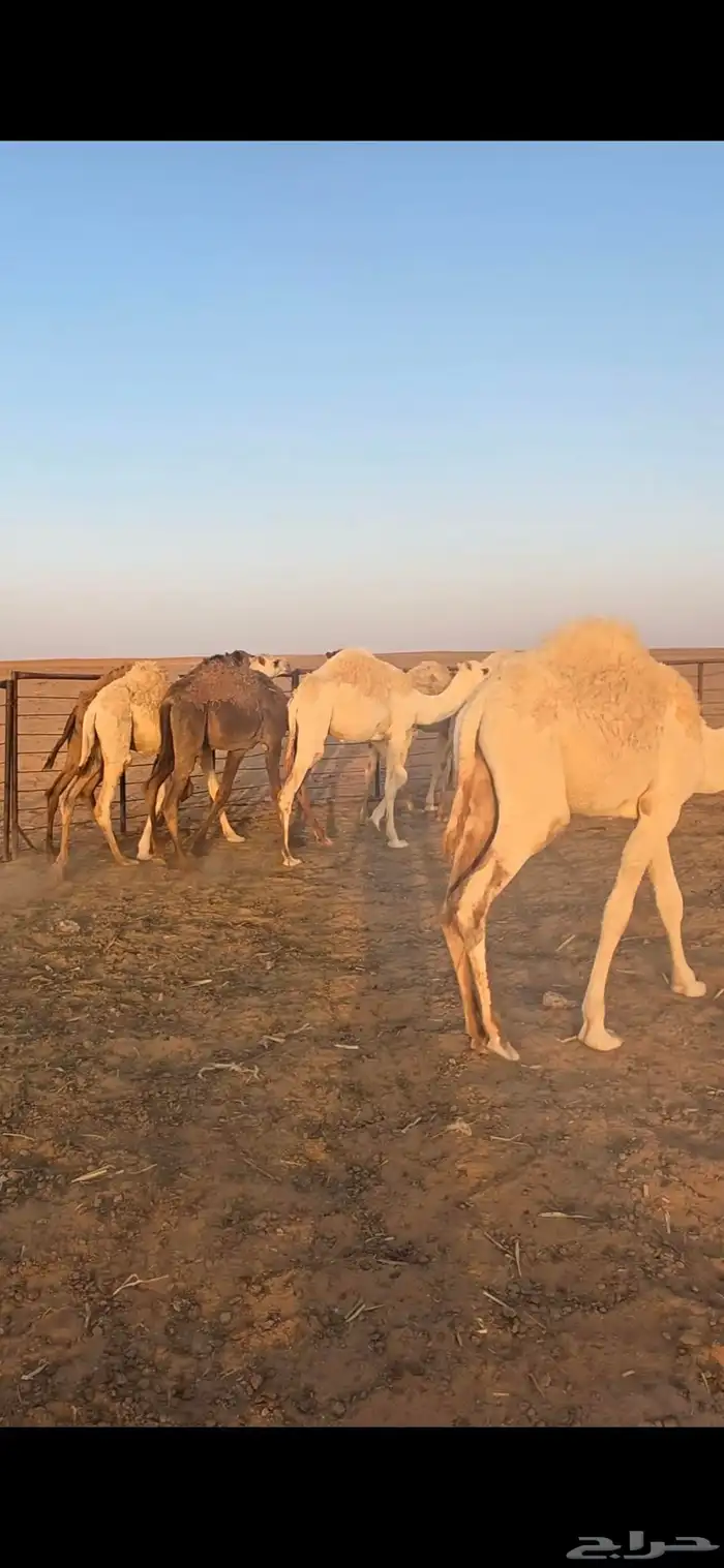 للبيع حشو قعدان قصب 1