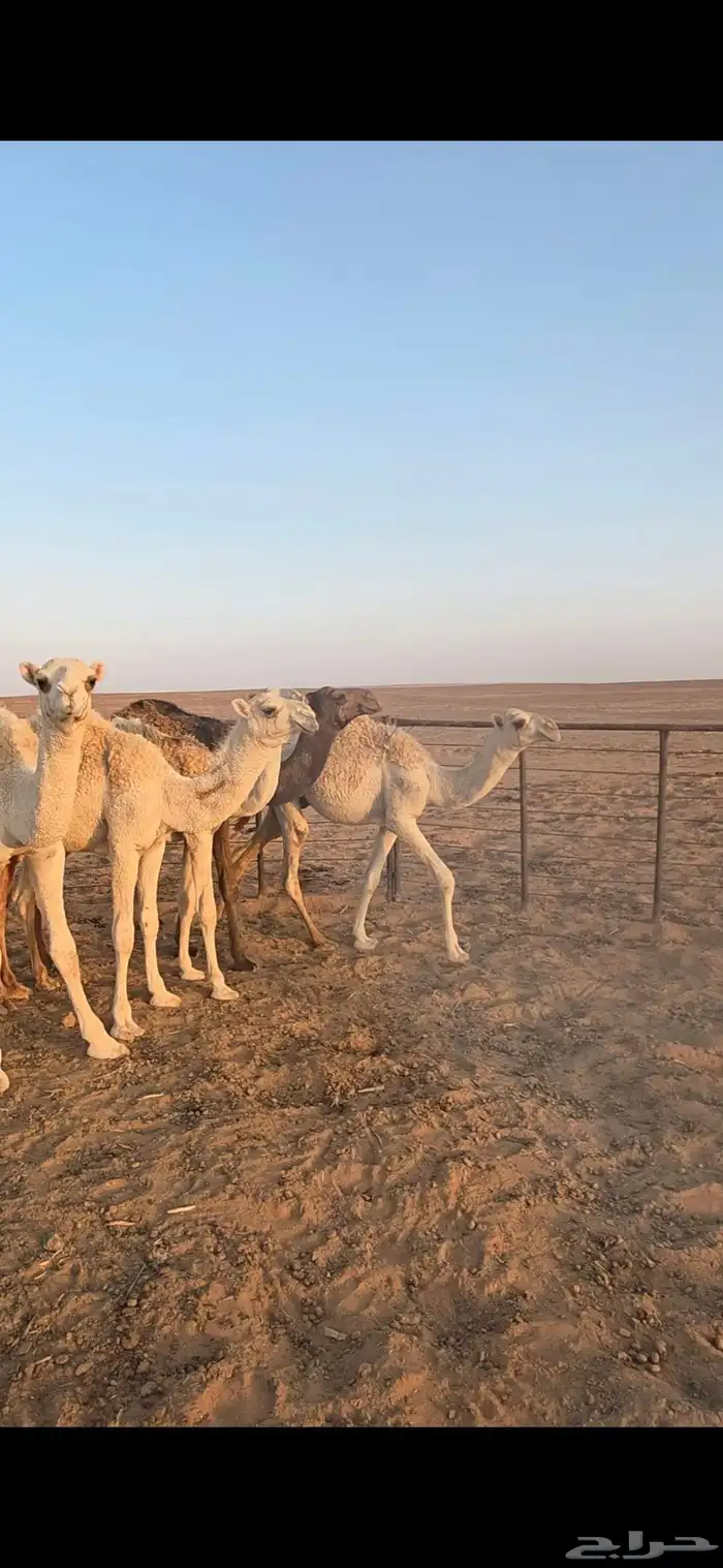 للبيع حشو قعدان قصب 4