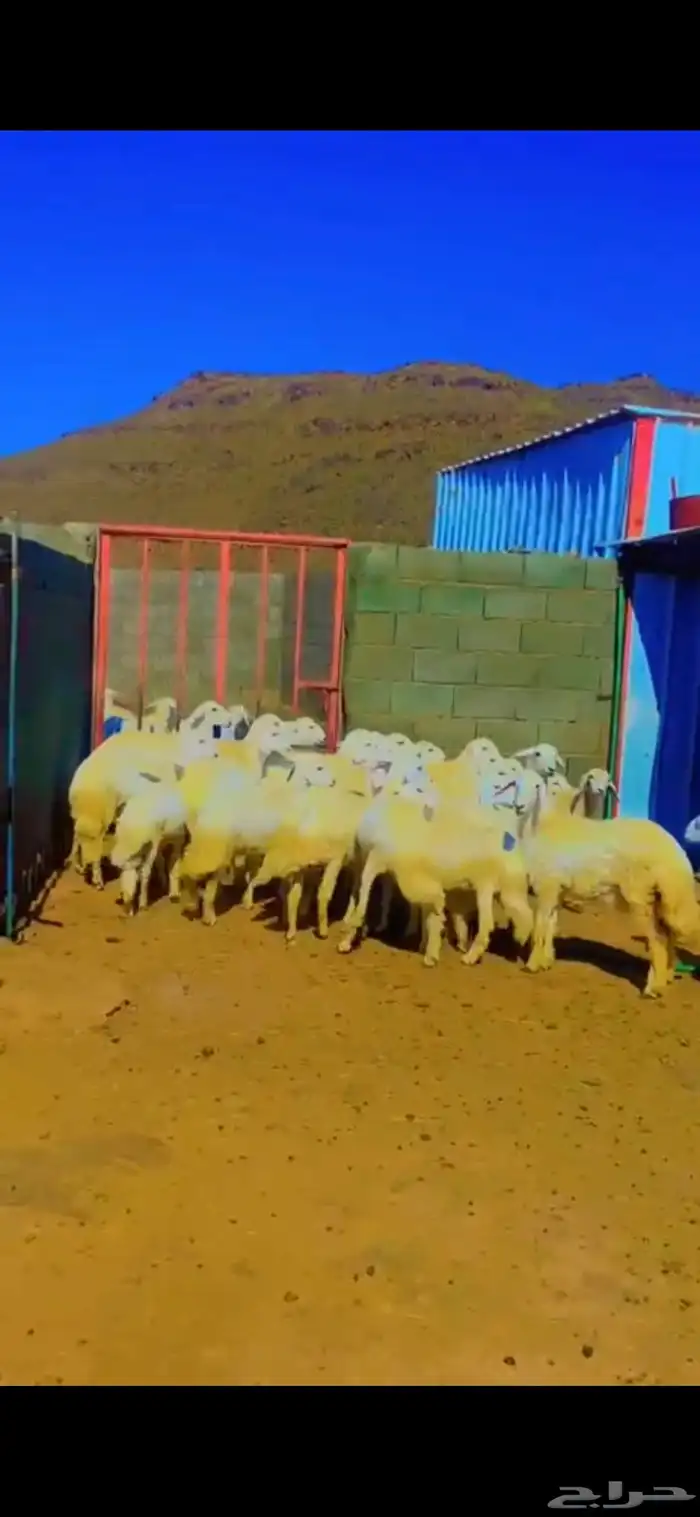 غنم للبيع على السوم العديد 20 أعمارها من 5شهور إلى 6 شهور 1