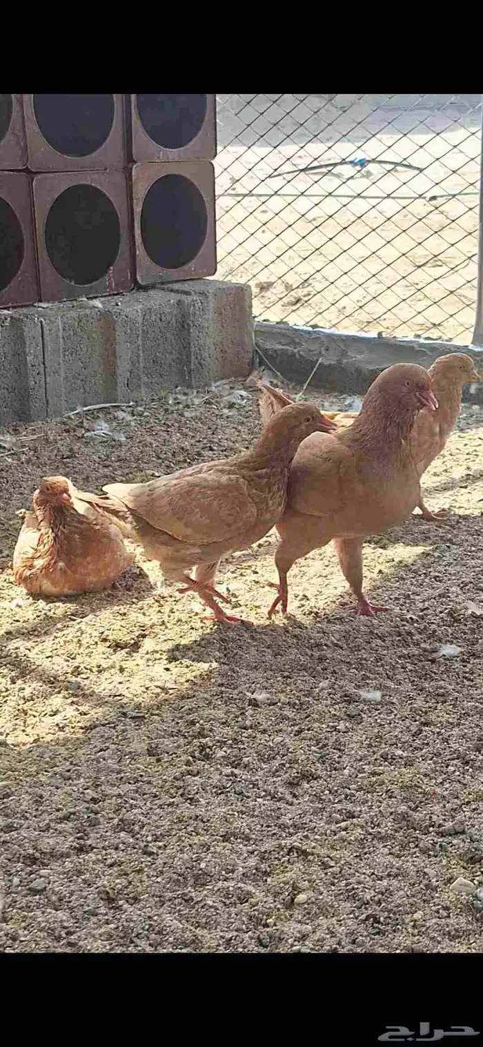 حمام كنق سوبر جامبو 0