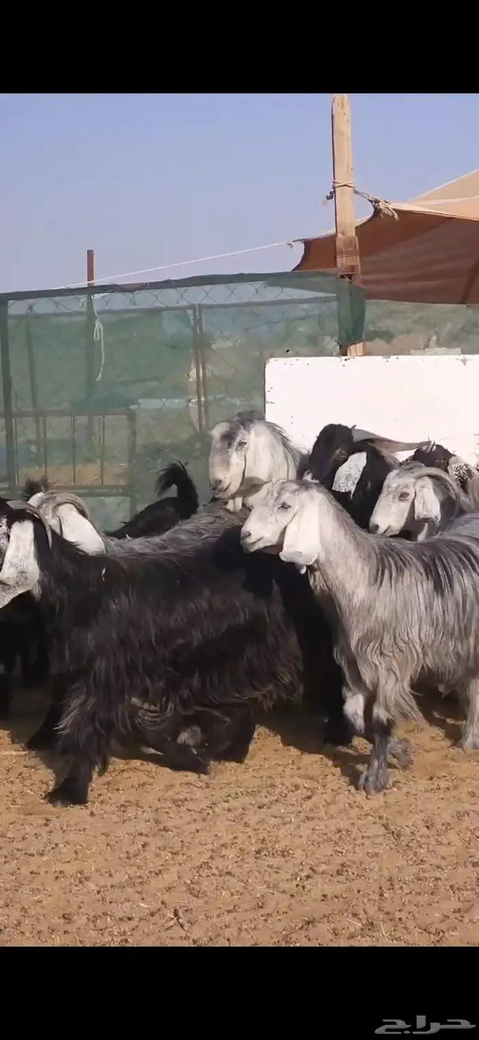 معزا عوارض فاخر دفيع ولد منها ثنتين 1