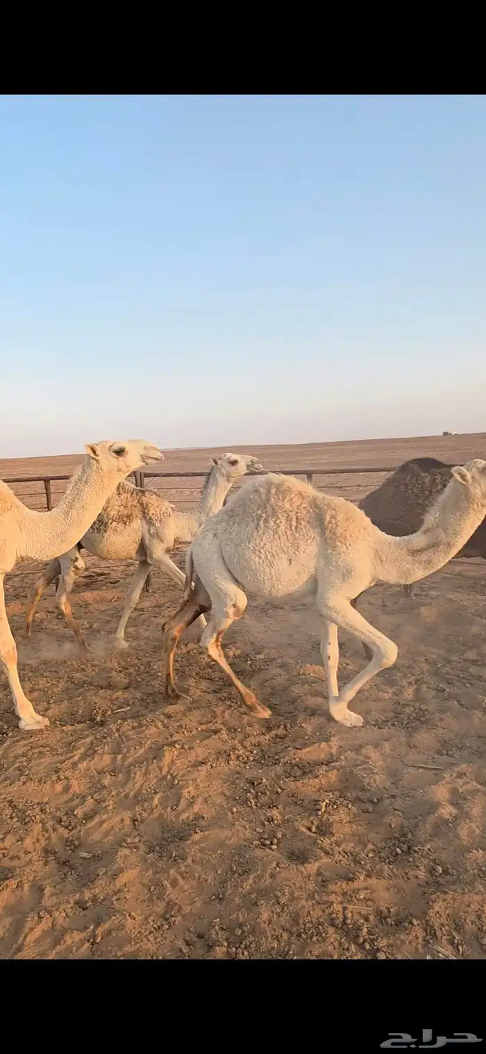 للبيع حشو قعدان قصب 0