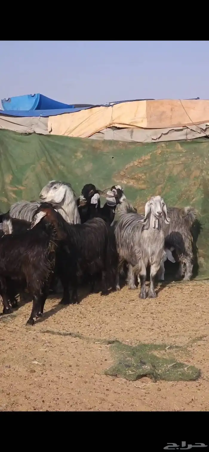 معزا عوارض فاخر دفيع ولد منها ثنتين 3