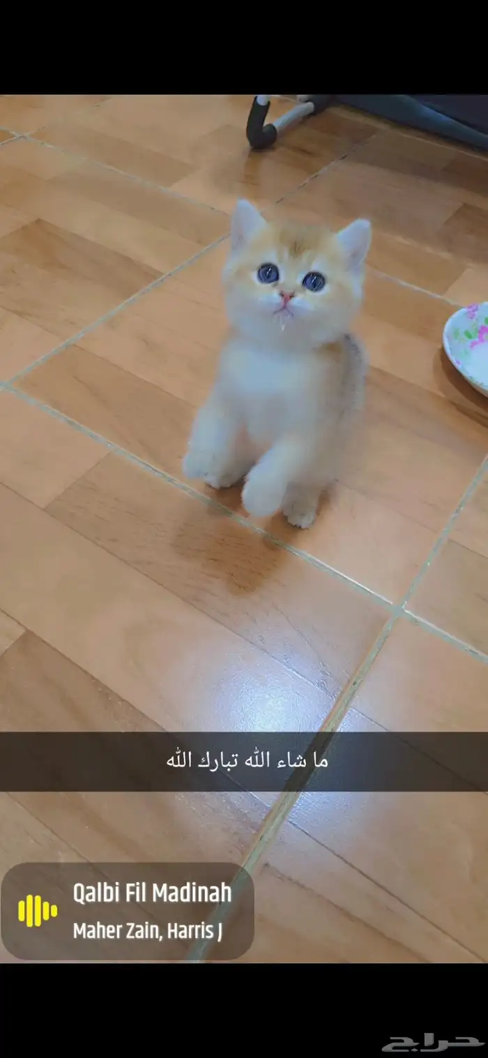 كيتن سكوتش ستريت قولد بيور مستوى فخم من نسل أبسولو 4