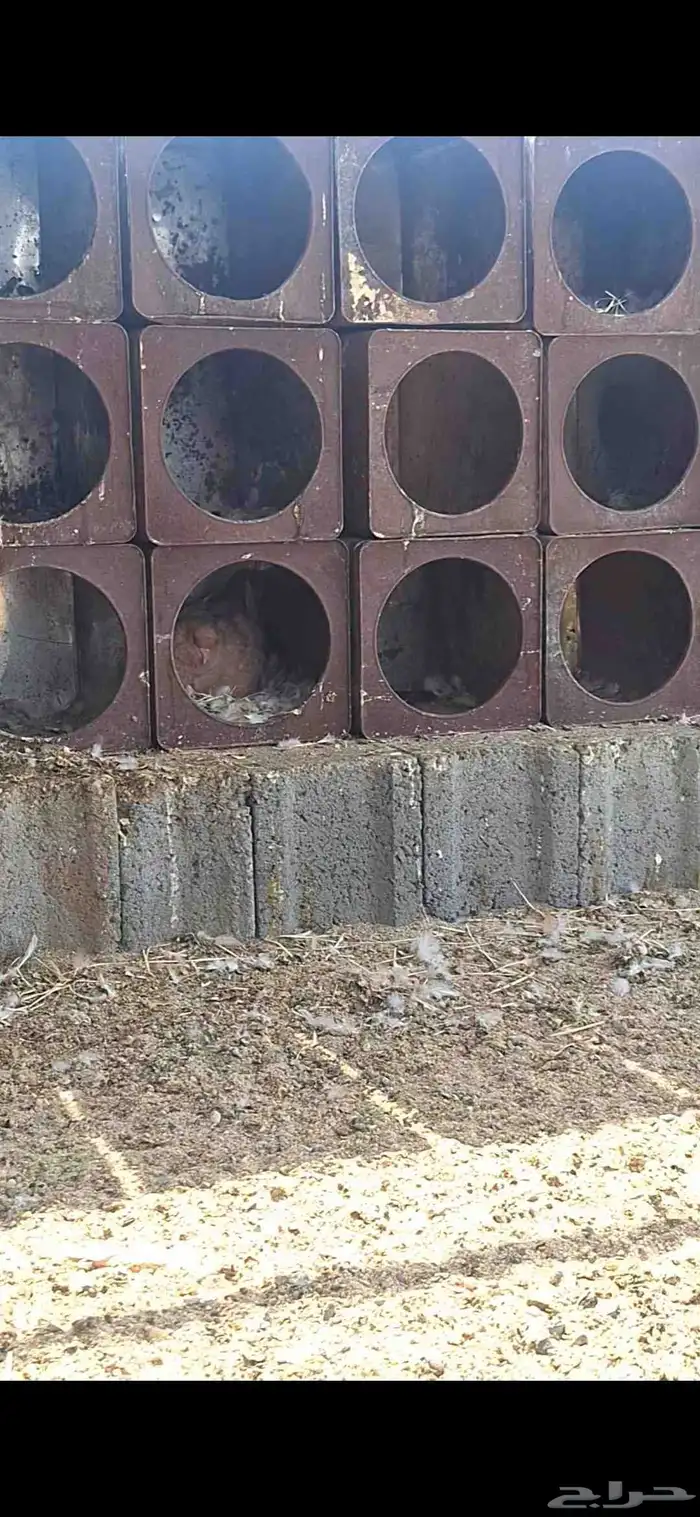 حمام كنق سوبر جامبو 4