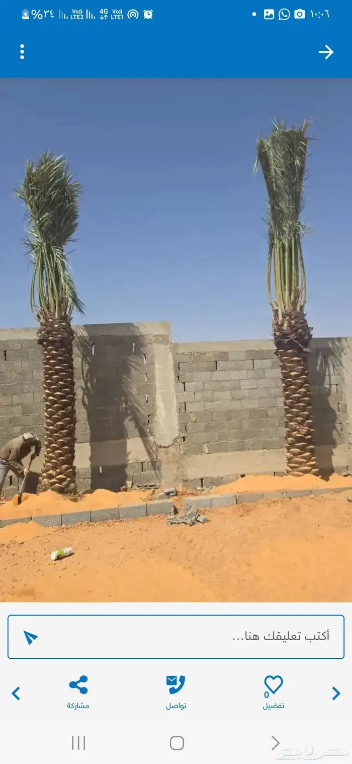 يوجد لدينا نخيل عربي ووشنطني أمريكي جميع المقسات 9