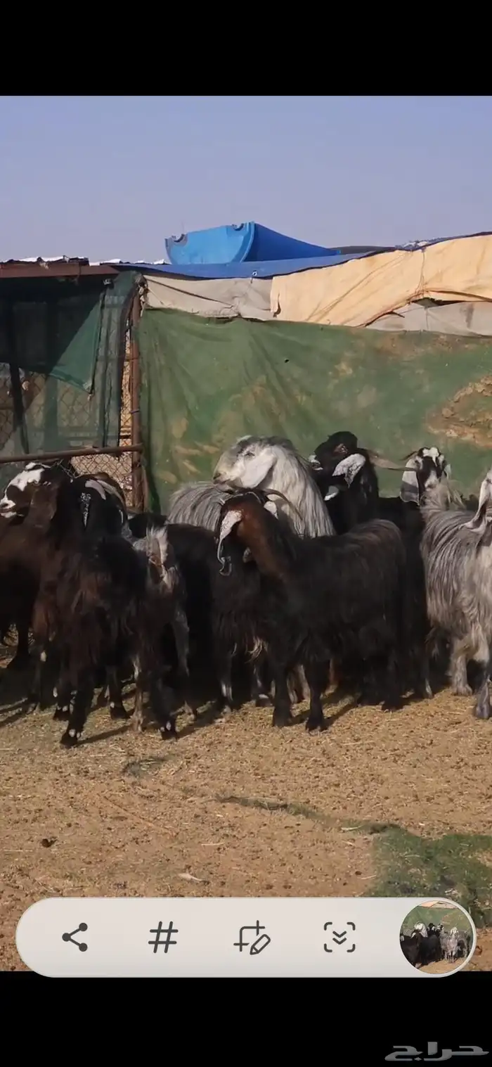 معزا عوارض فاخر دفيع ولد منها ثنتين 4