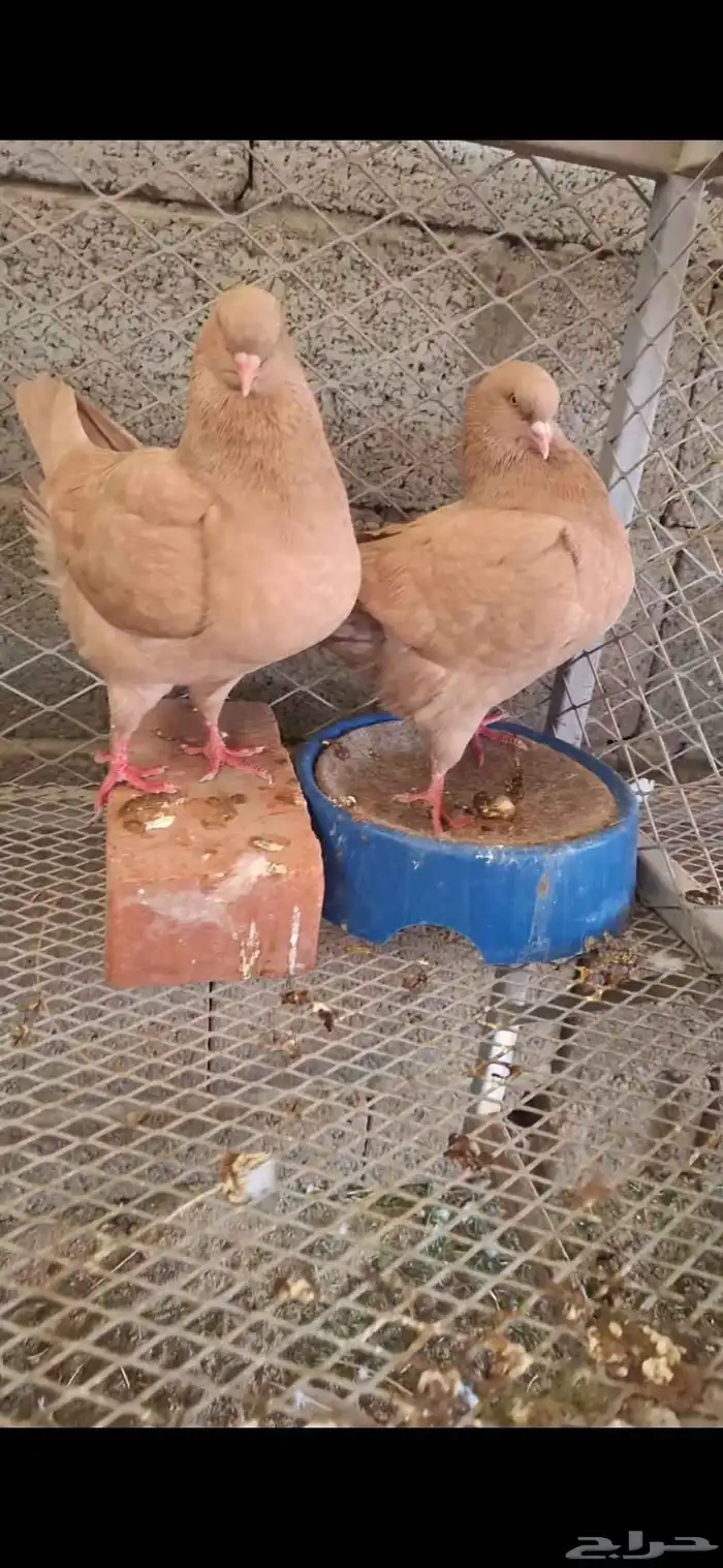 حمام كنق سوبر جامبو 9