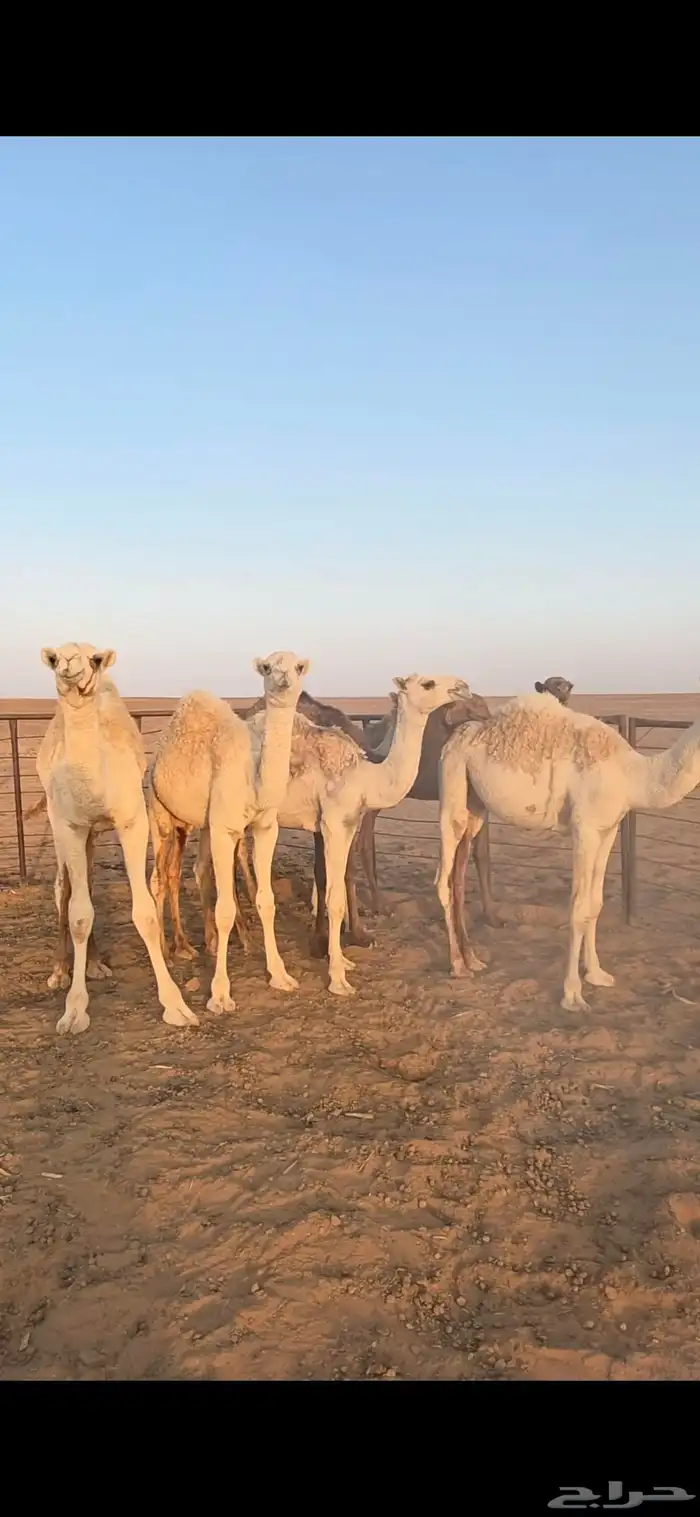 للبيع حشو قعدان قصب 5