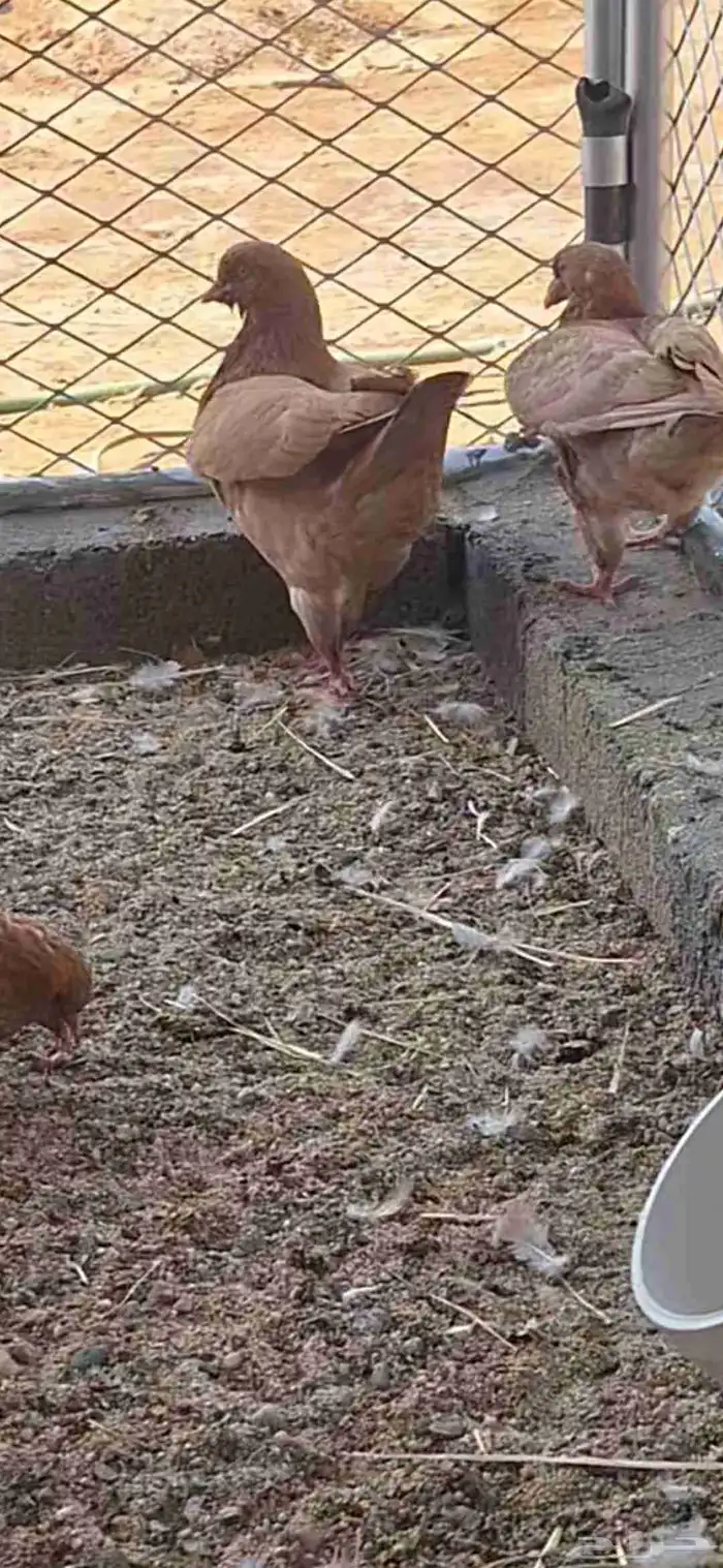 حمام كنق سوبر جامبو 6