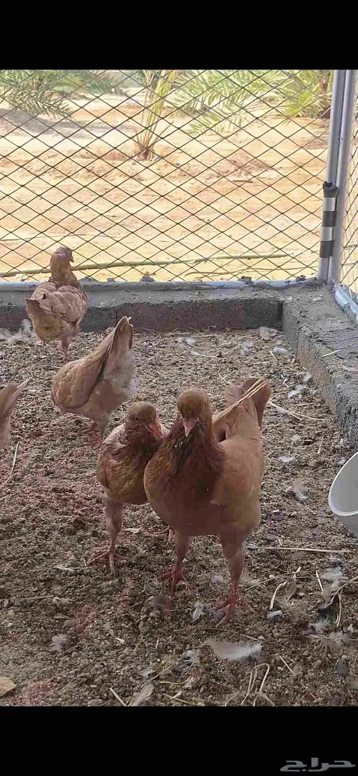 حمام كنق سوبر جامبو 2