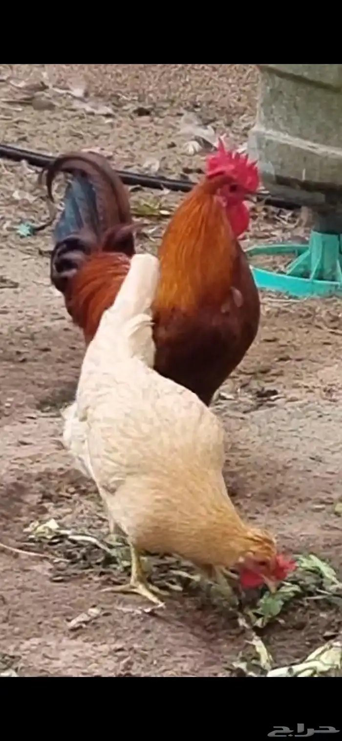 ديك بلدي ودجاجه لوهمان هجين 3