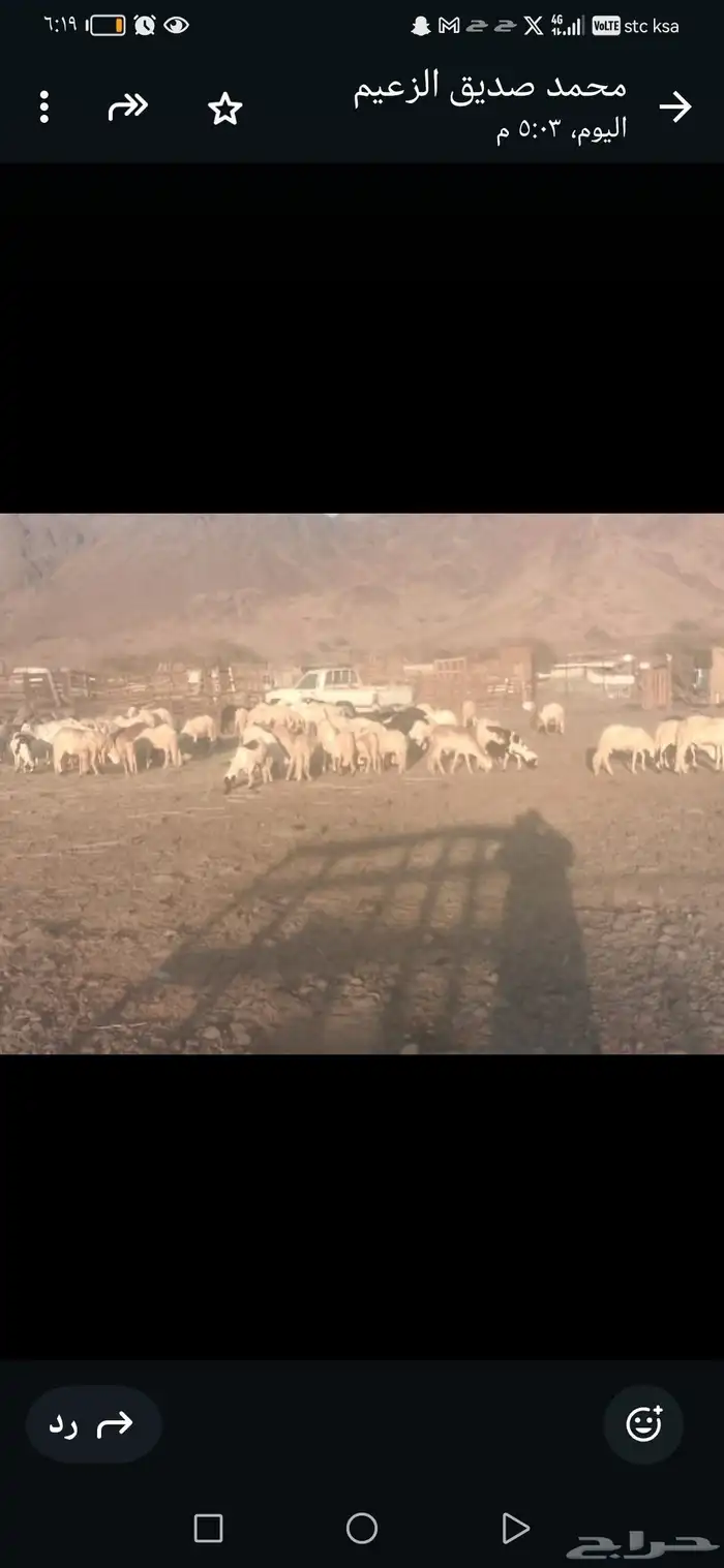 سواكن مرابي جذعان 1