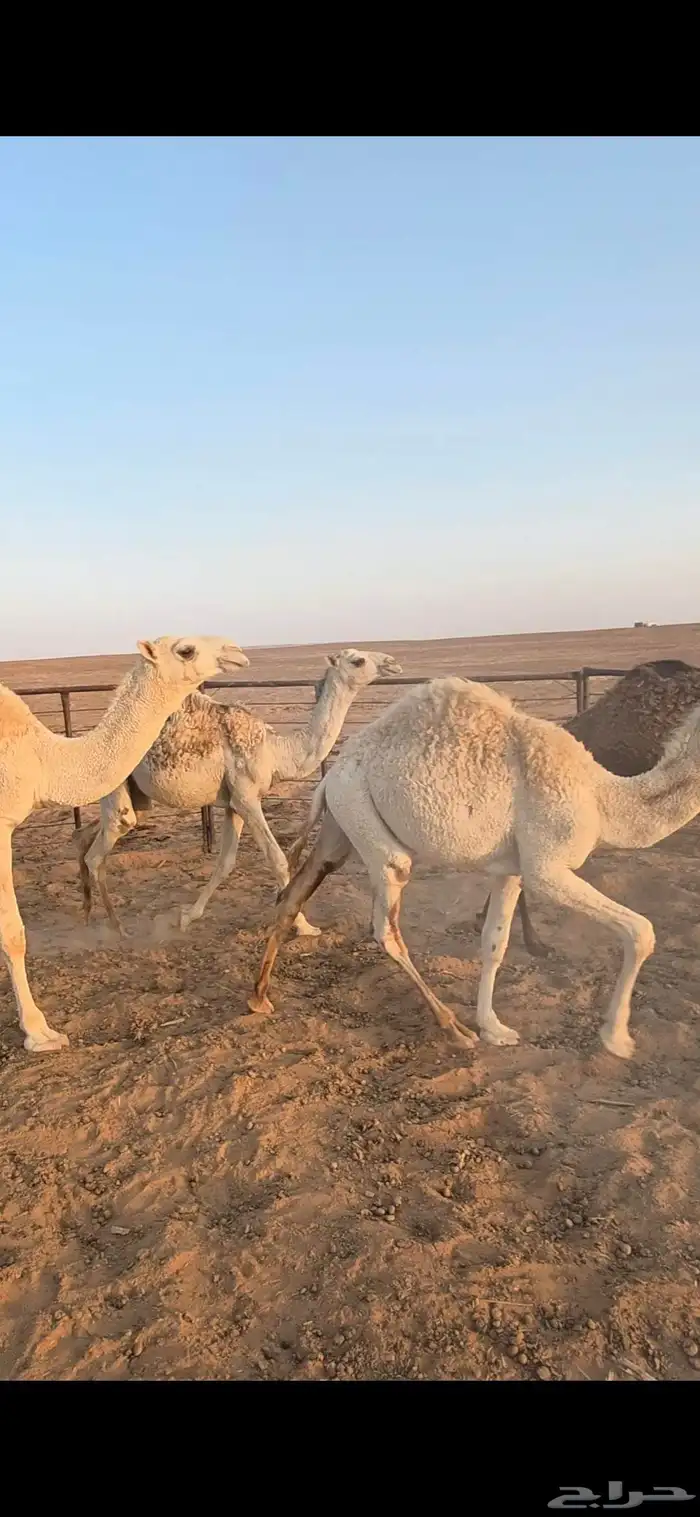 للبيع حشو قعدان قصب 3