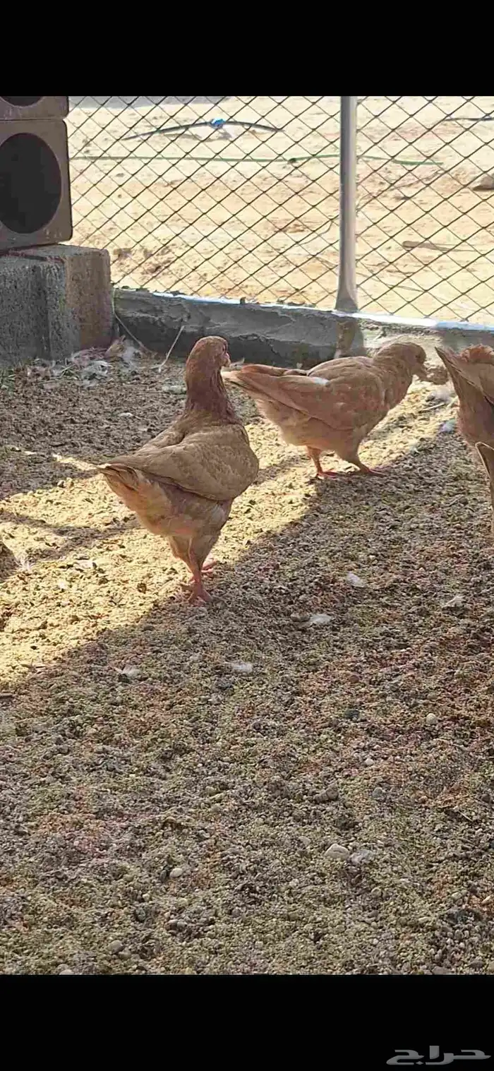 حمام كنق سوبر جامبو 5