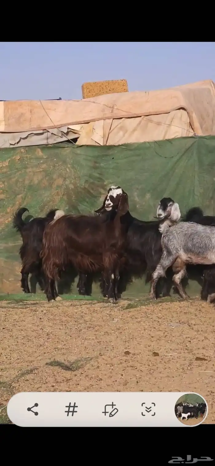 معزا عوارض فاخر دفيع ولد منها ثنتين 2