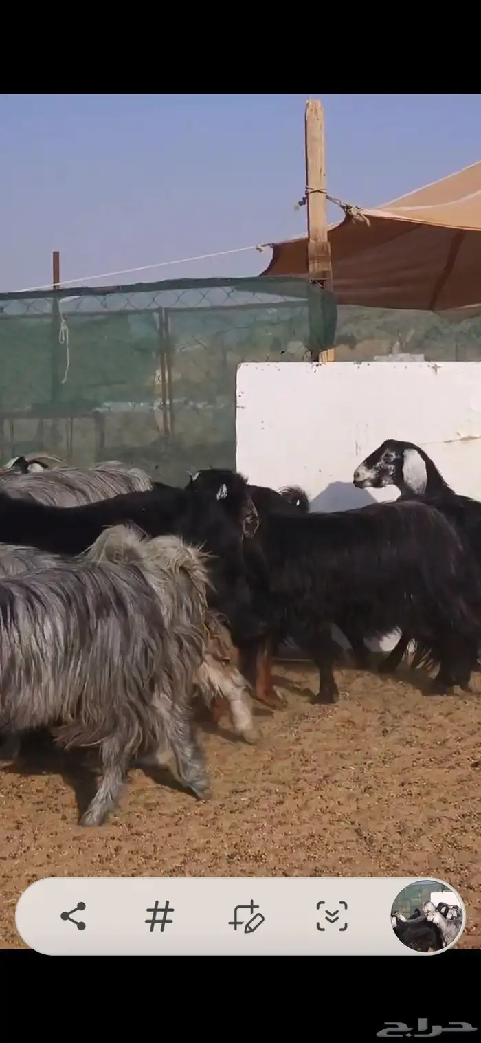 معزا عوارض فاخر دفيع ولد منها ثنتين 0