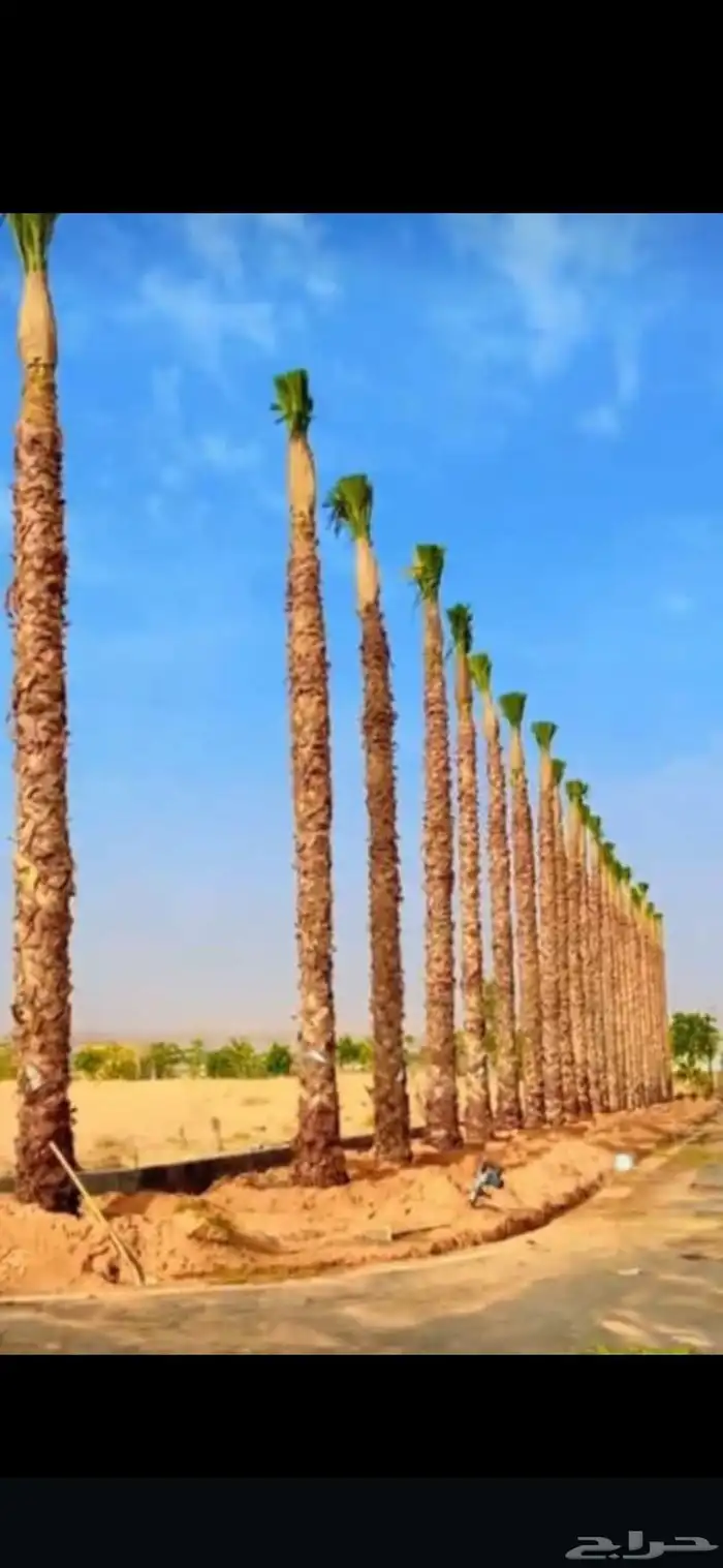 نورد جميع انواع النخل عربي ووشنطني الى جميع مناطق 7