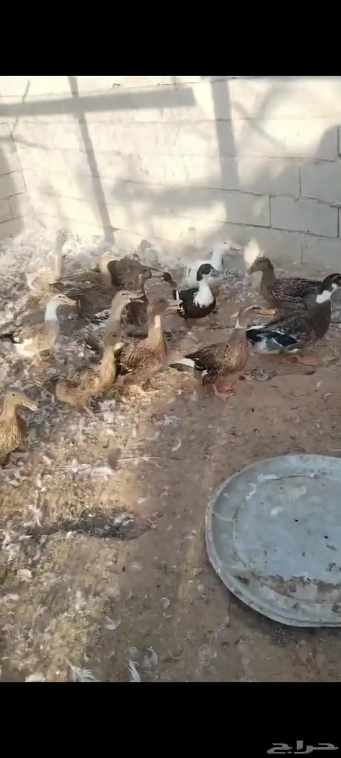 بط بياض شرسير 1