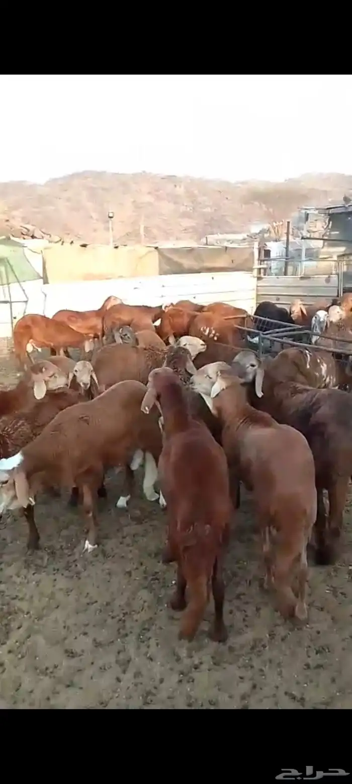 سواكني حمري تربية درجة أولي 0