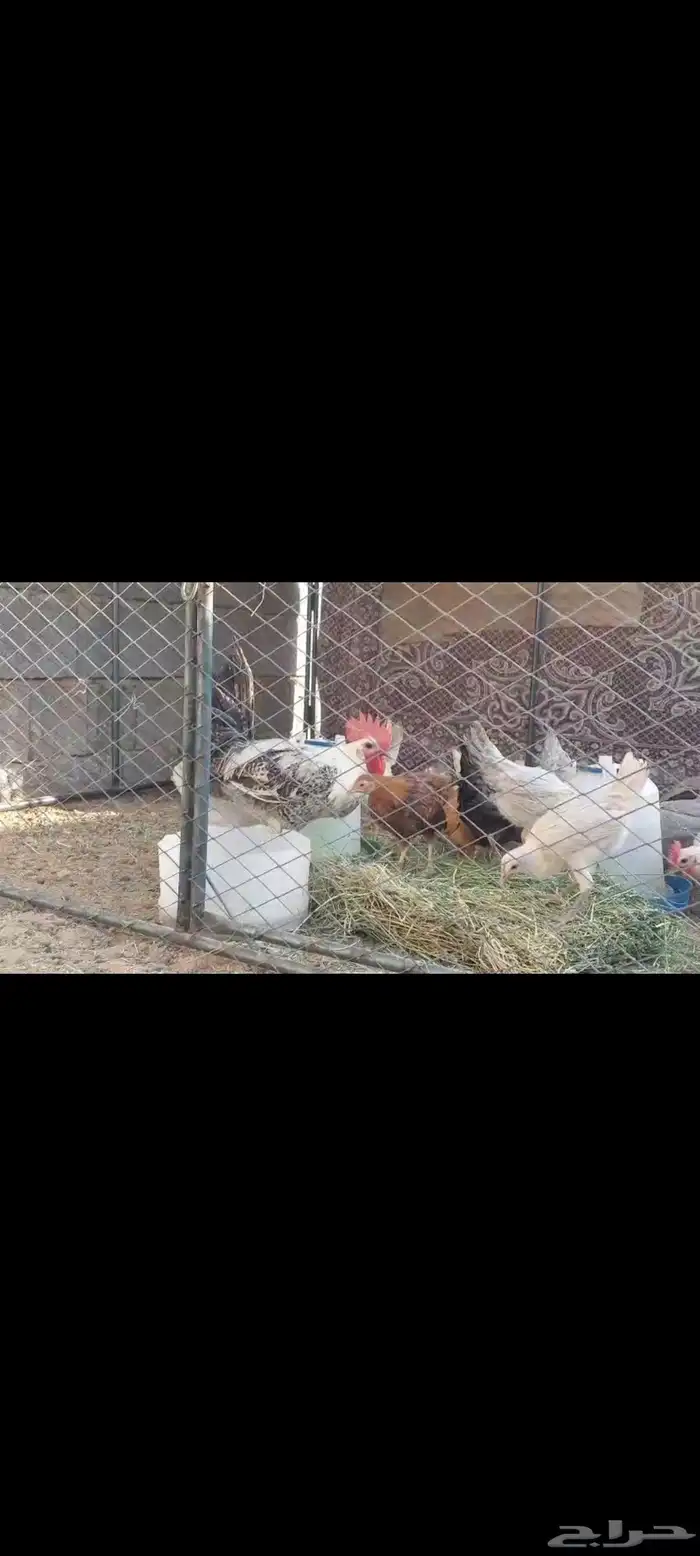 ديك فيومي صياح 0