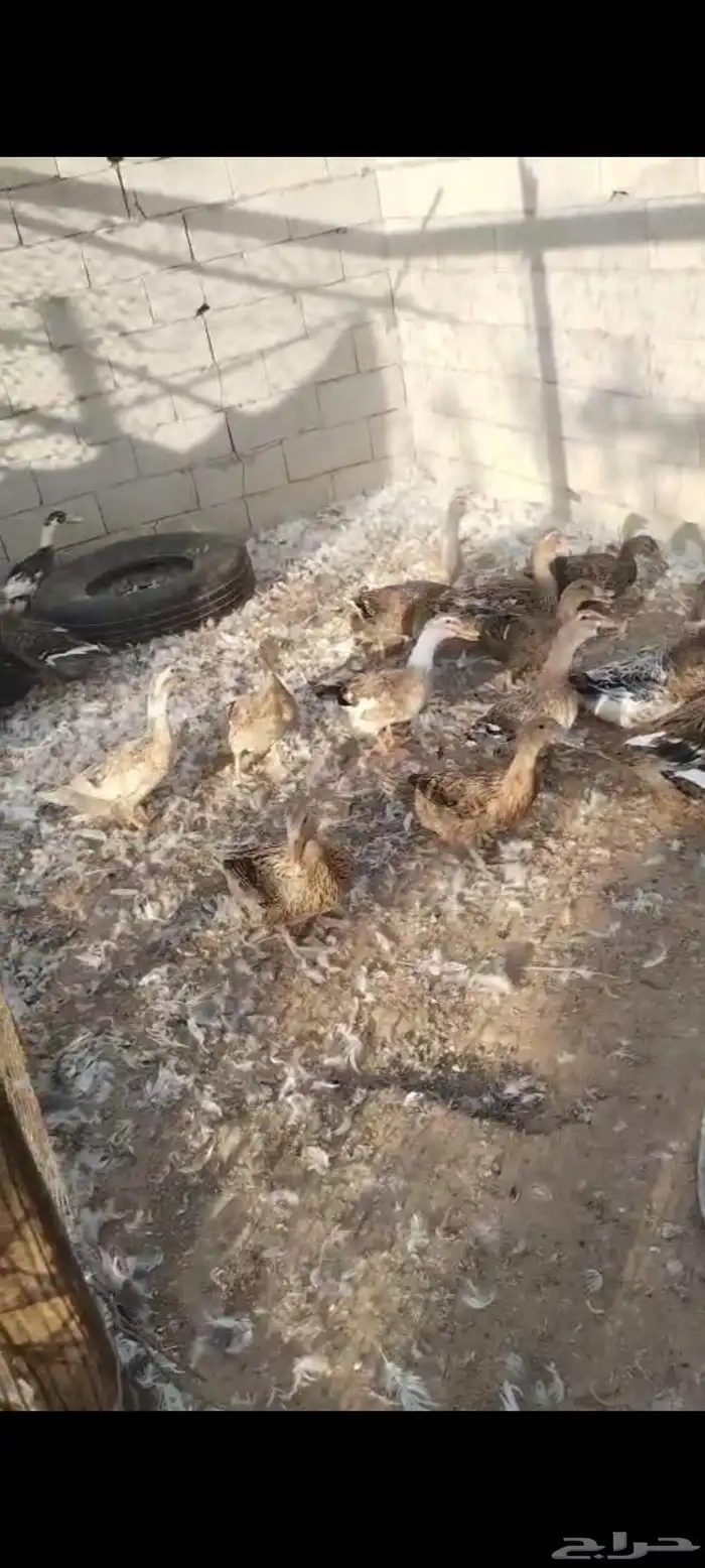 بط بياض شرسير 0