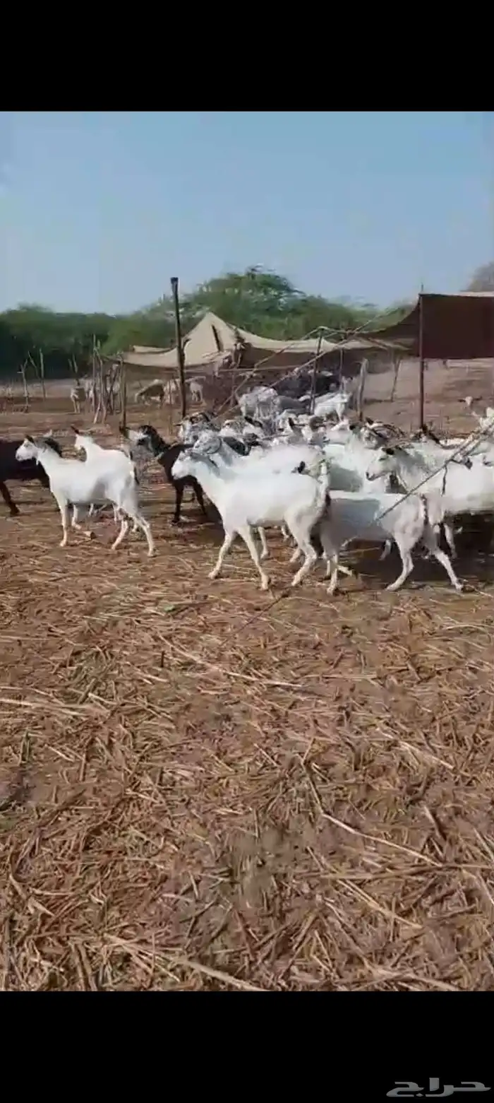 معزاء بيشيات 4
