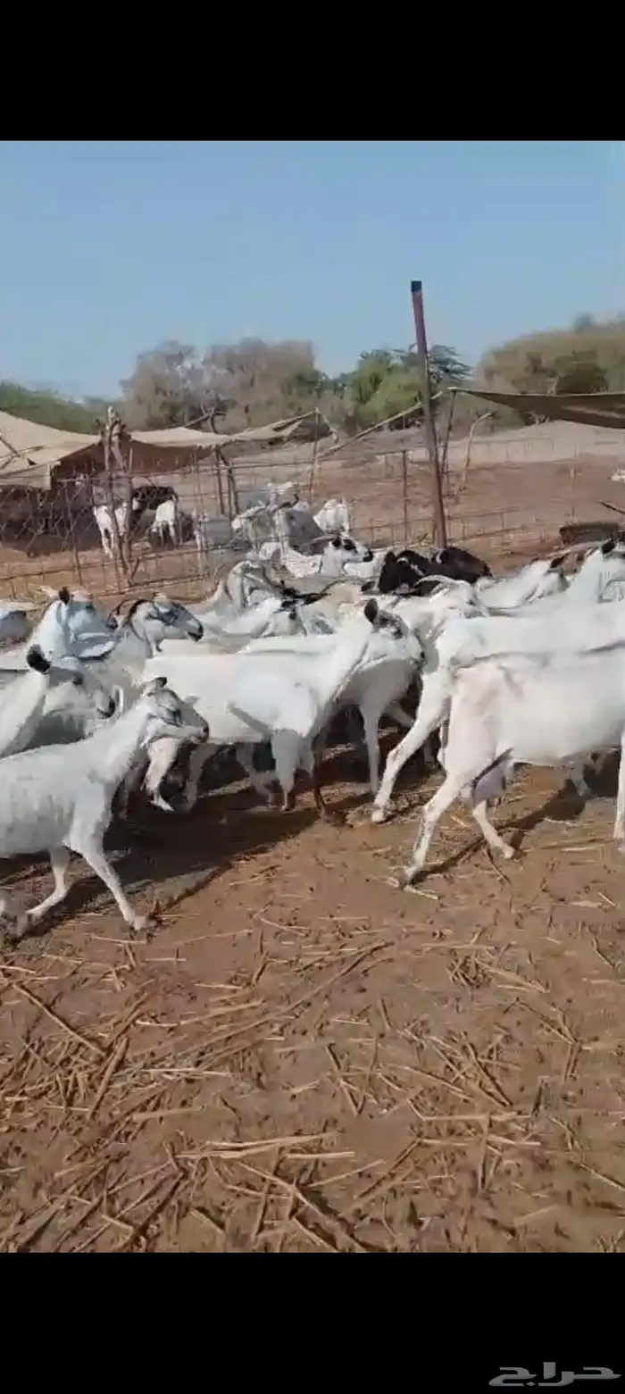 معزاء بيشيات 2