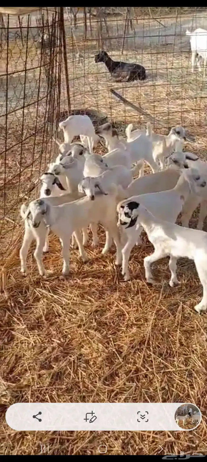 معزاء بيشيات 6