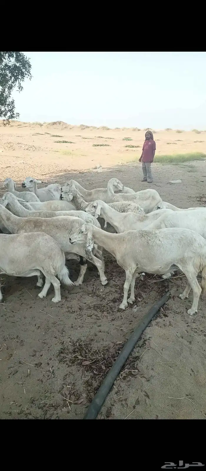 ضأن حريات للبيع سالمه من جميع الامراض 1