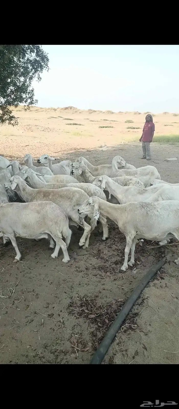 ضأن حريات للبيع سالمه من جميع الامراض 0