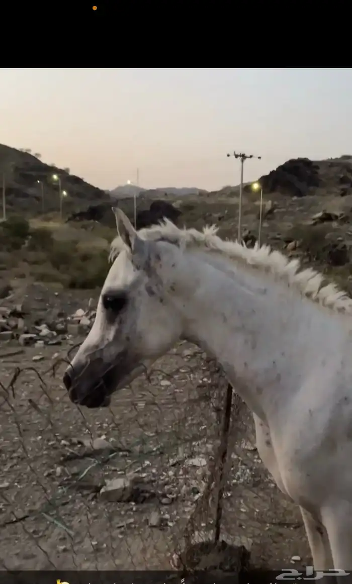 حصان شعبي كفو 3