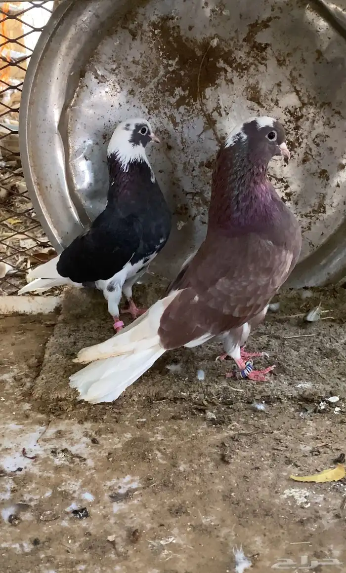 حمام قطايف 3