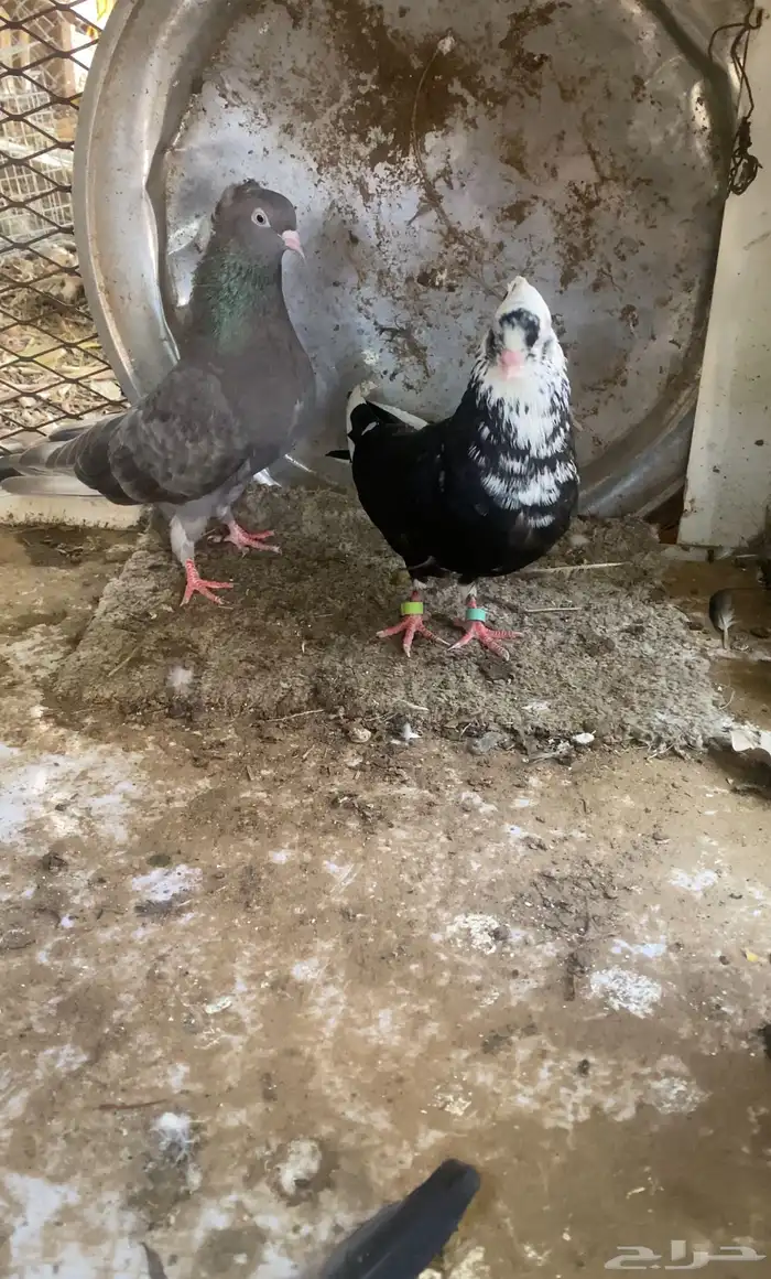 حمام قطايف 11