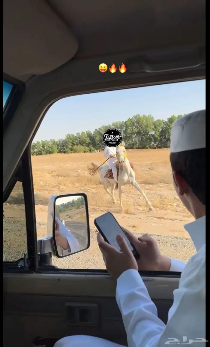 حصاني عربي لللبيع 3