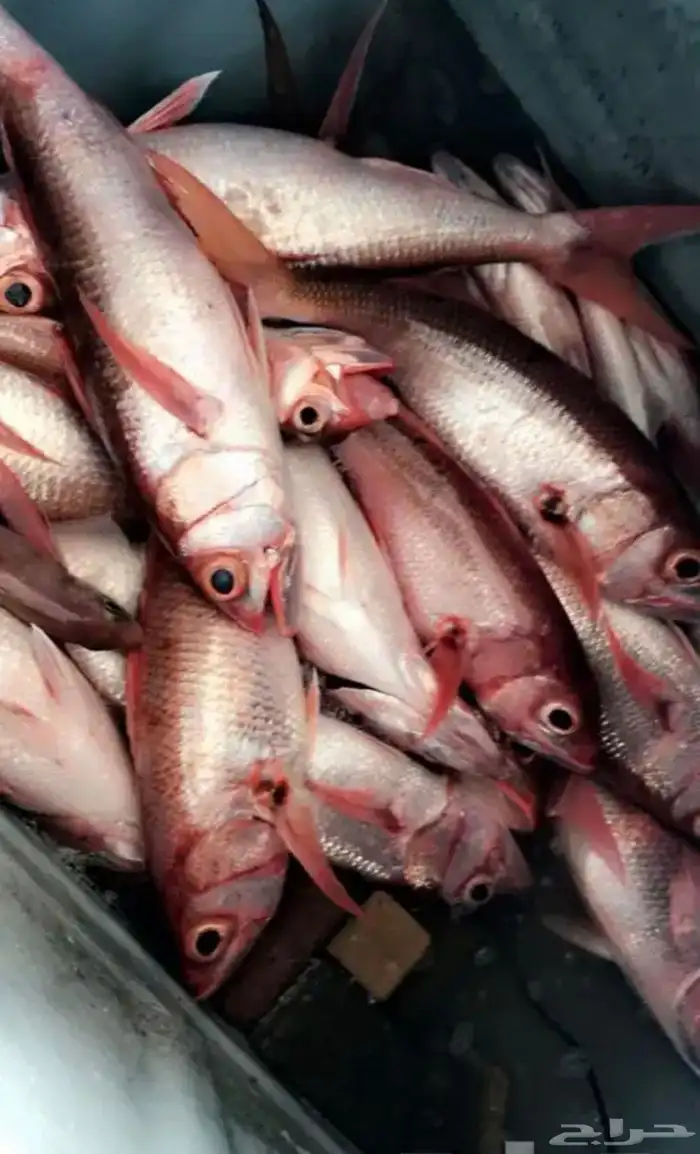 قارب الرايس للرحلات البحريه .. النزهه ..السباحه..الصيد 5