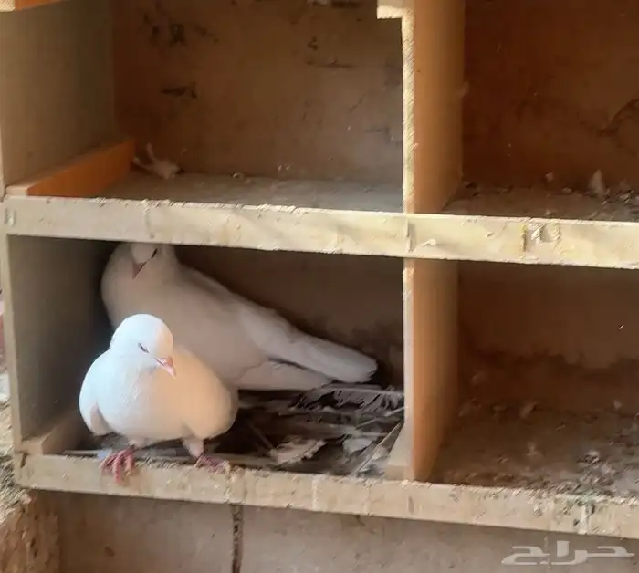 بيع حمام صنعاني أصل أبيض صك 2