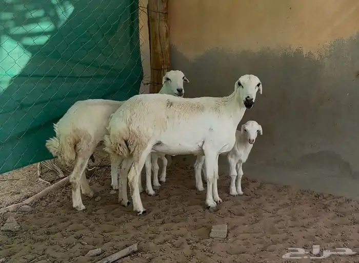 شياه جذعات متابيع وبهم نجد 2