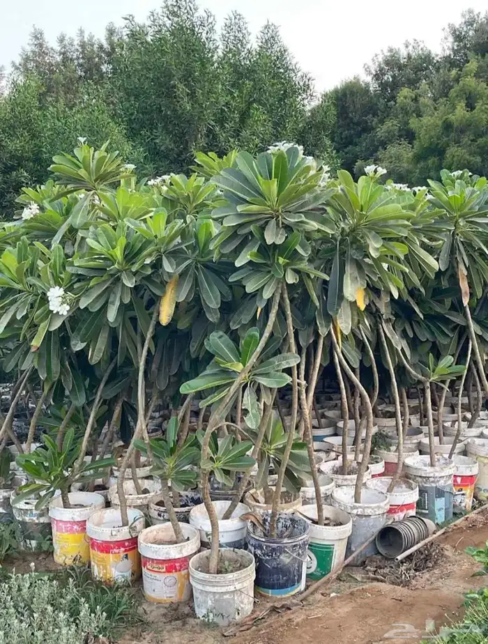 مشتل الجموم 5