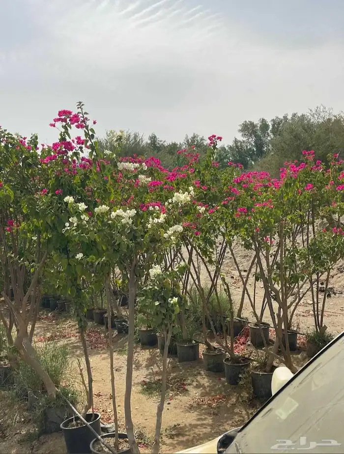 مشتل الجموم الجميع انواع اشجار 8