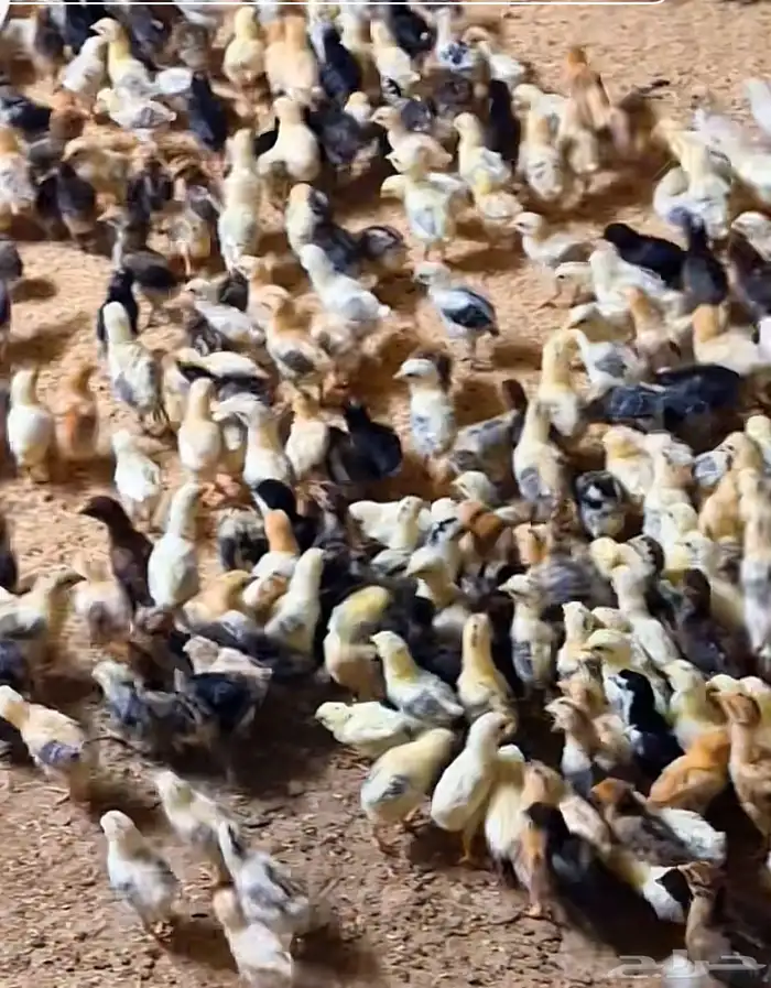 صوص بلدي 0