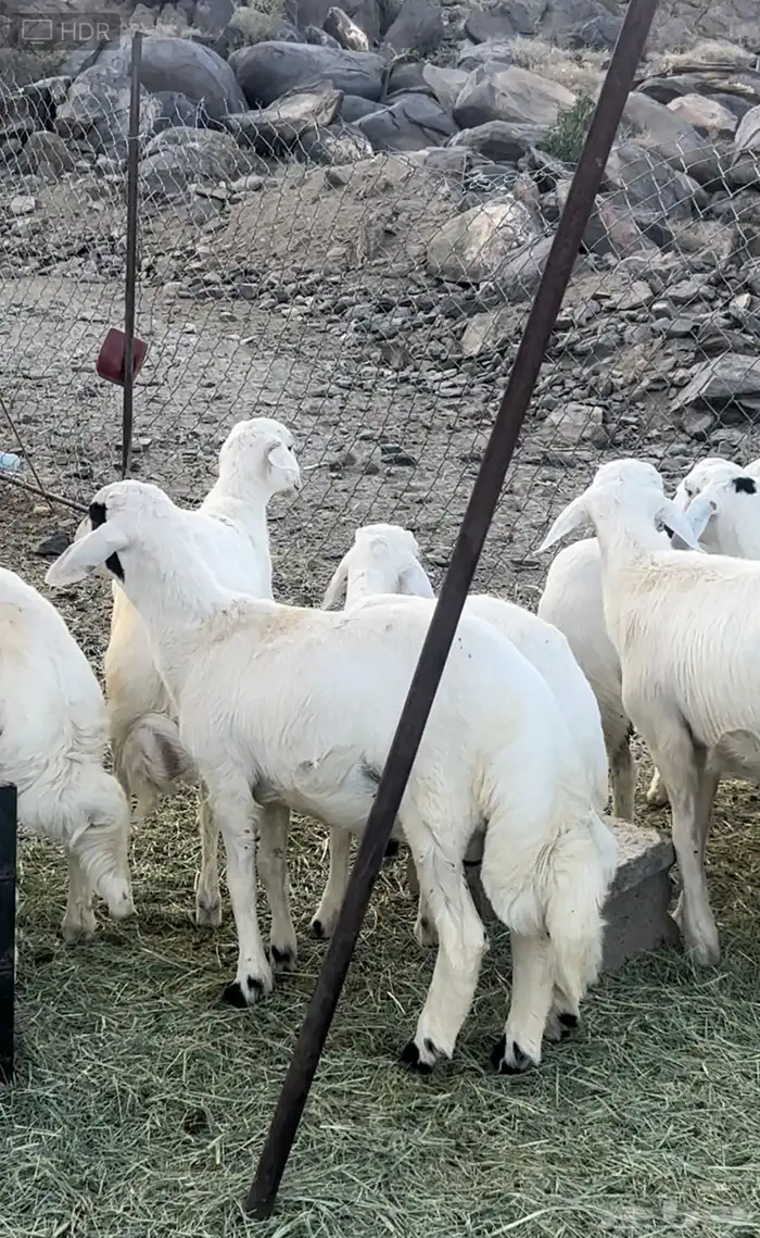 خرفان ورخال للبيع 2