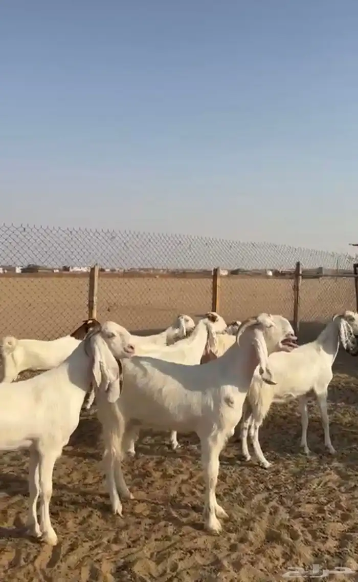 معزا بيض صنف 1