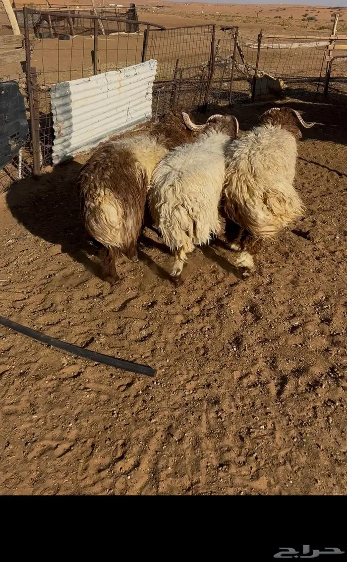 للبيع رخال عيسي 3