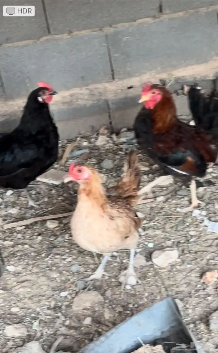 دجاج للبيع 0