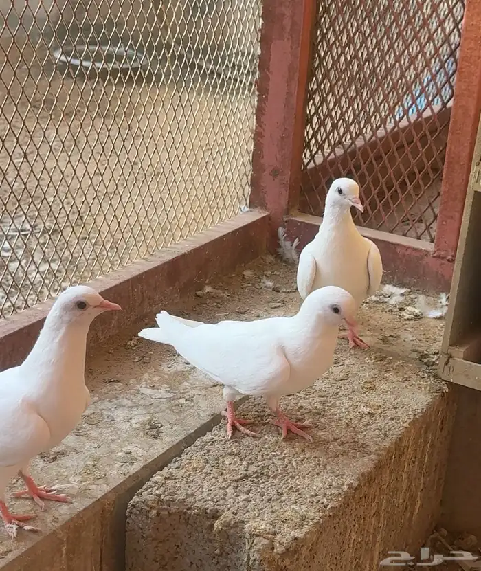 بيع حمام صنعاني أصل أبيض صك 3