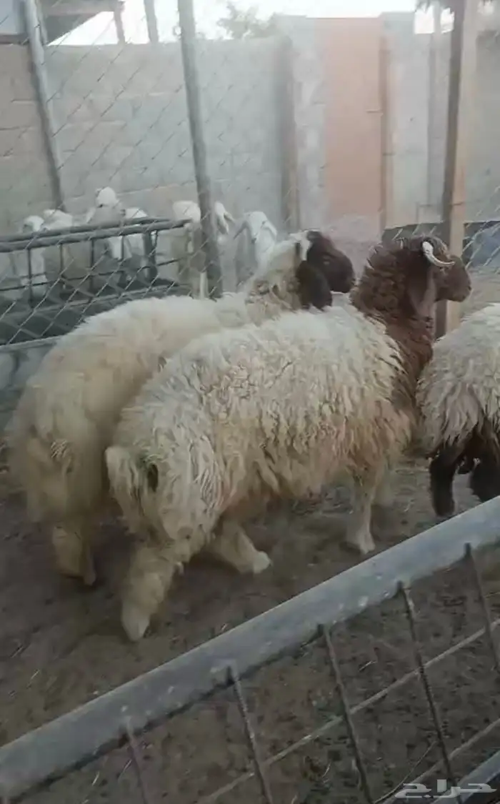 للبيع خرفان نعيم 1