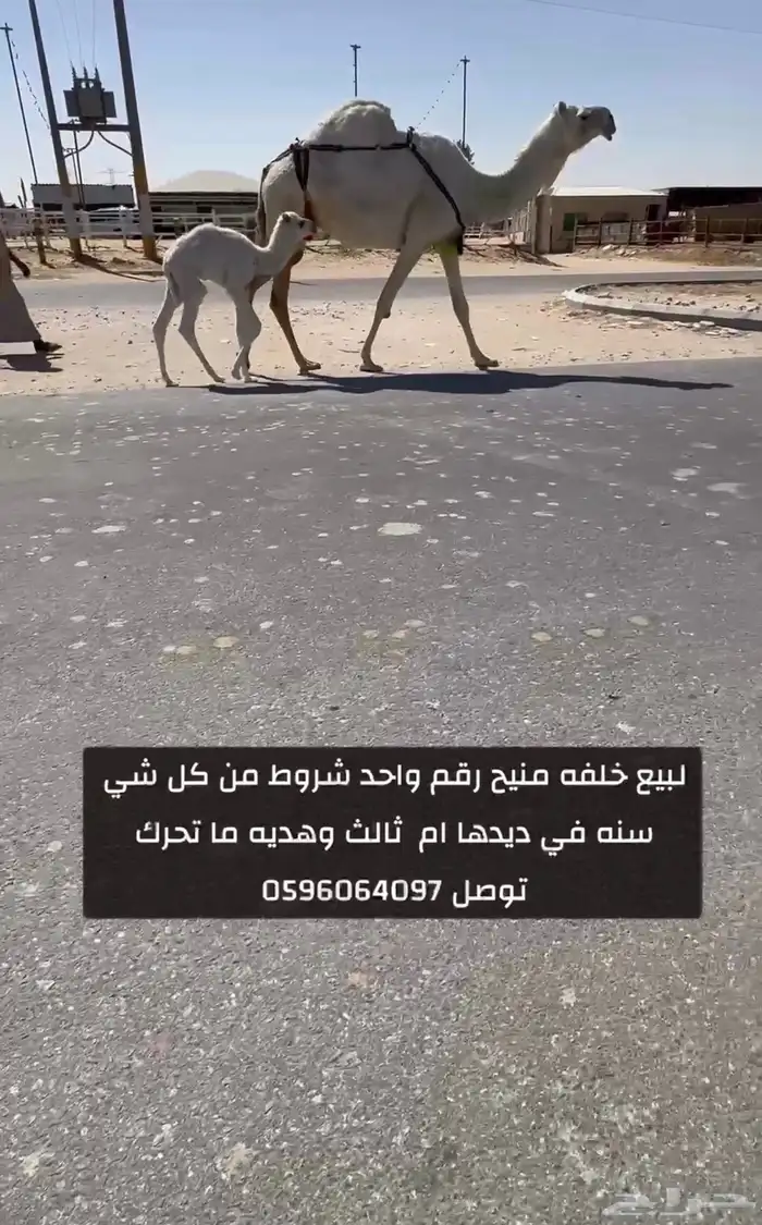 لبيع خلفه منيح رقم واحد شروط من كل شي. 0