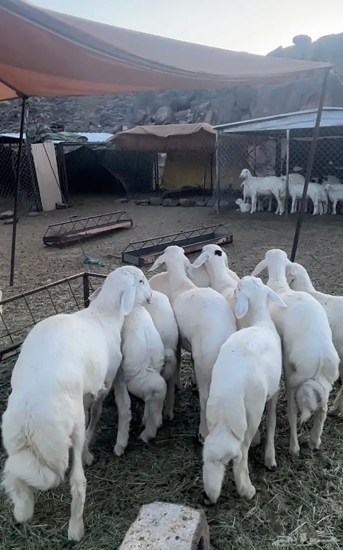 خرفان ورخال للبيع 0