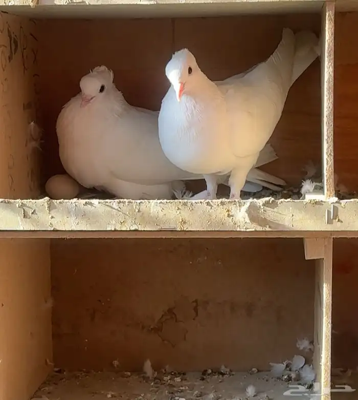بيع حمام صنعاني أصل أبيض صك 1